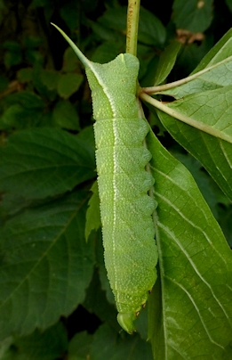 Fourth instar larva of Ampelophaga rubiginosa rubiginosa, YHA, 'Orioles Singing in the Willows', West Lake, Hangzhou, Zhejiang, China, 12.ix.2016. Photo: &copy; Tony Pittaway.