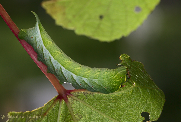 Full-grown green form larva of Ampelophaga rubiginosa rubiginosa, Andreevka, Primorskiy Krai, Russian Far East, August 2020. Photo: &copy; Nikolay Ivshin.