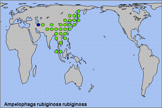 Global distribution of Ampelophaga rubiginosa rubiginosa. Map: &copy; NHMUK.