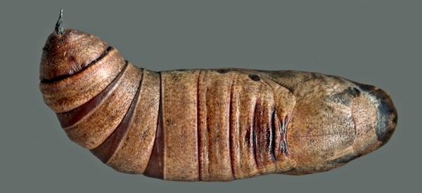 Pupa of Ampelophaga rubiginosa rubiginosa, 'Orioles Singing in the Willows', West Lake, Hangzhou, Zhejiang, China, September 2016. Photo: &copy; Tony Pittaway.