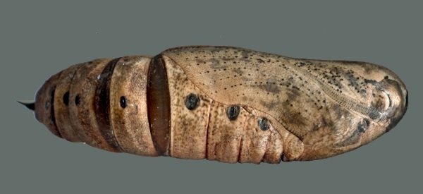 Pupa of Ampelophaga rubiginosa rubiginosa, 'Orioles Singing in the Willows', West Lake, Hangzhou, Zhejiang, China, September 2016. Photo: &copy; Tony Pittaway.