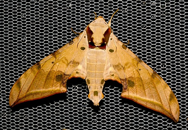 Male Ambulyx schauffelbergeri, Jiucai Ling, Guizhou, China. Photo: &copy; Viktor Sinjaev.