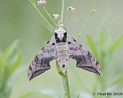 Male Ambulyx schauffelbergeri, Mt. Guifeng, Macheng, Hubei, China 200m, 18.vi.2018. Photo: &copy; He JiBai.