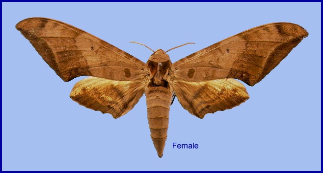 Female Ambulyx schauffelbergeri. Photo: &copy; NHMUK