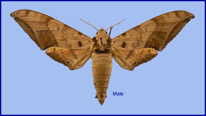 Male Ambulyx schauffelbergeri. Photo: &copy; NHMUK