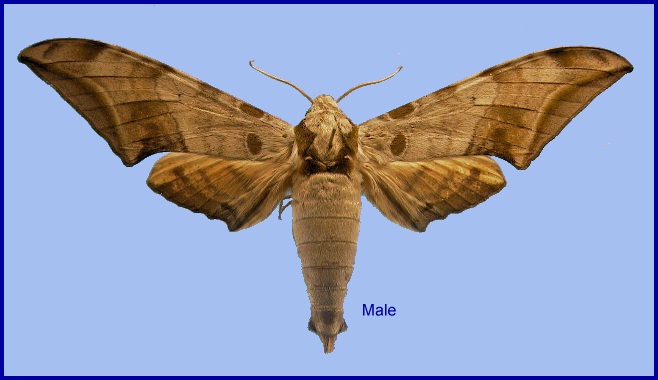Male Ambulyx schauffelbergeri. Photo: &copy; NHMUK