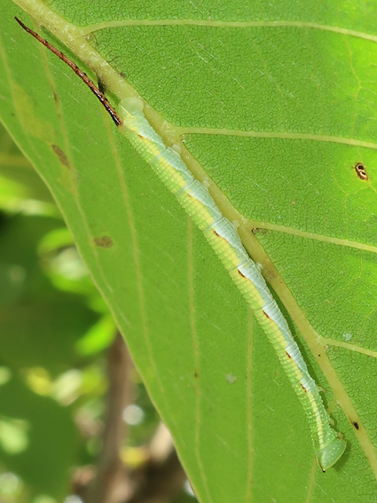Second-instar larva of Ambulyx schauffelbergeri on Juglans regia, Haidian, Beijing, China, 24.vii.2018. Photo: &copy; Vyacheslav Ivonin & Yanina Ivonina