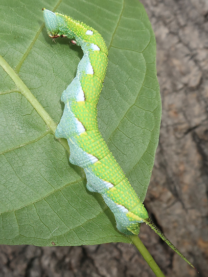 Fourth-instar larva of Ambulyx schauffelbergeri on Juglans regia, Haidian, Beijing, China, 24.vii.2018. Photo: &copy; Vyacheslav Ivonin & Yanina Ivonina