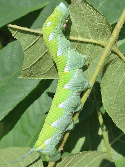 Fifth-instar larva of Ambulyx schauffelbergeri on Juglans regia, Haidian, Beijing, China, 24.vii.2018. Photo: &copy; Vyacheslav Ivonin & Yanina Ivonina