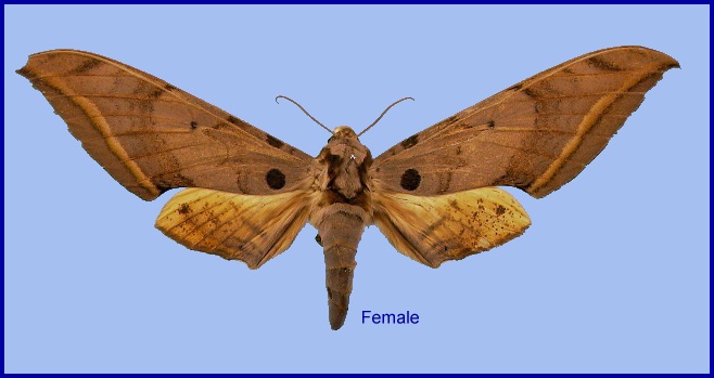 Female Ambulyx semiplacida semiplacida. Photo: &copy; NHMUK
