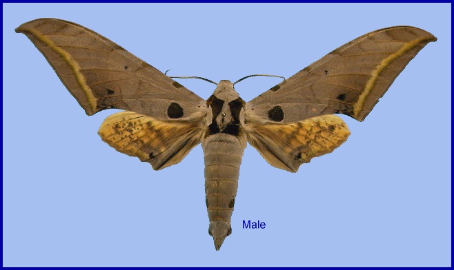 Male Ambulyx semiplacida semiplacida. Photo: &copy; NHMUK
