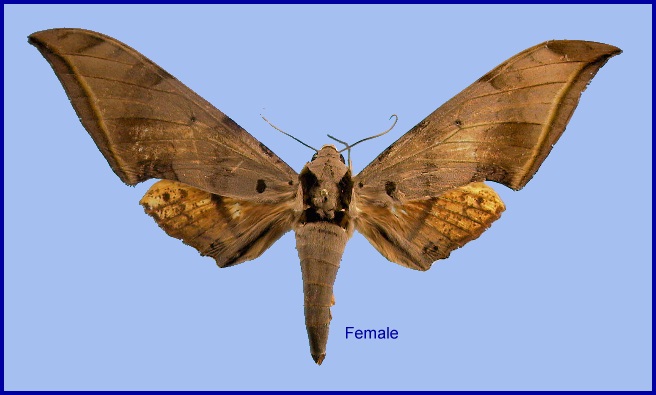 Faded female Ambulyx sericeipennis sericeipennis. Photo: &copy; NHMUK