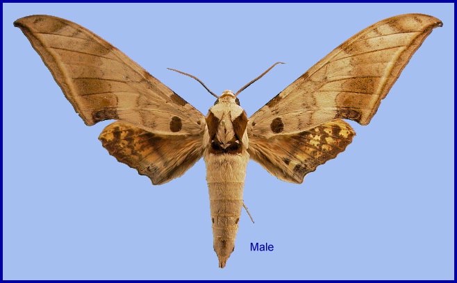 Faded male Ambulyx sericeipennis sericeipennis. Photo: &copy; NHMUK