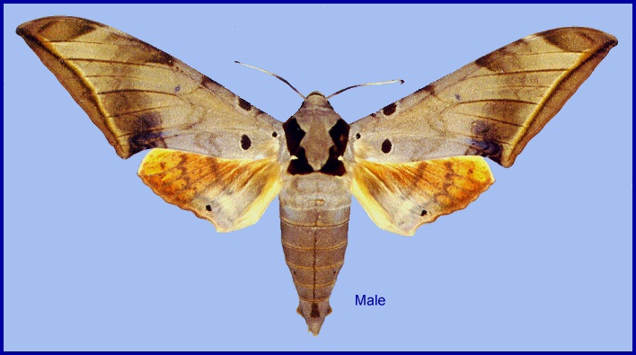 Fresh male Ambulyx sericeipennis sericeipennis f. agana, Hong Kong, China. Photo: &copy; John Tennent