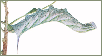 Final instar pale whitish-green form larva of Ambulyx sericeipennis sericeipennis. Image: Mell, 1922b