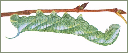 Final instar green form larva of Ambulyx sericeipennis sericeipennis. Image: Mell, 1922b