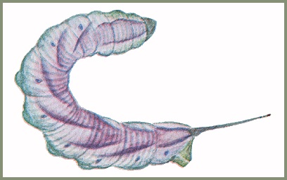 Final instar pre-pupation form larva of Ambulyx sericeipennis sericeipennis. Image: Mell, 1922b