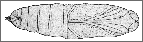Pupa of Ambulyx sericeipennis sericeipennis. Image: Mell, 1922b
