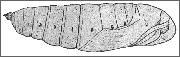Pupa of Ambulyx sericeipennis sericeipennis. Image: Mell, 1922b