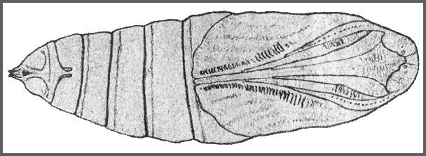 Pupa of Ambulyx sericeipennis sericeipennis. Image: Mell, 1922b