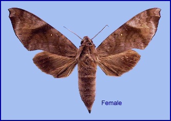 Female Acosmeryx pseudonaga. Photo: &copy; NHMUK