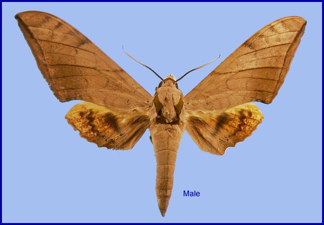 Faded male Ambulyx siamensis. Photo: &copy; NHMUK