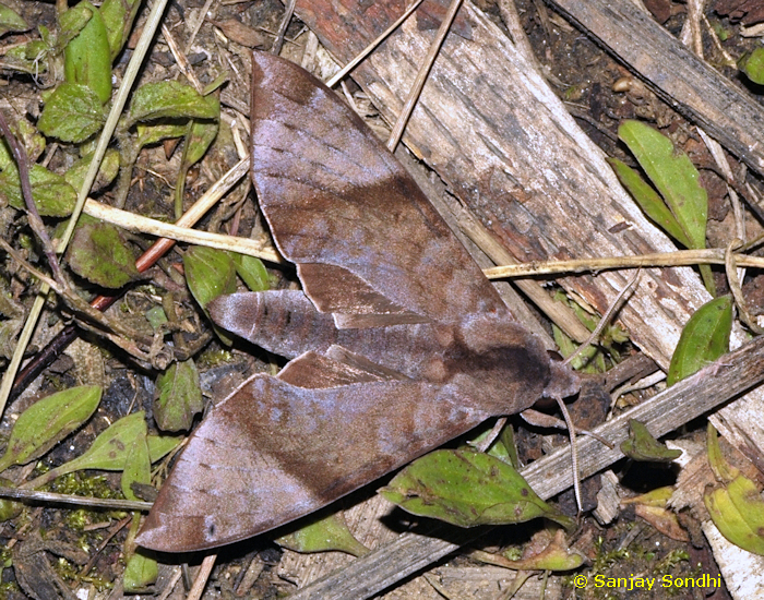 Male Acosmeryx formosana arunachalensis, Eagle's Nest Wildlife Sanctuary, Arunachal Pradesh, India, 24.iv.2012. Photo: &copy; Sanjay Sondhi.