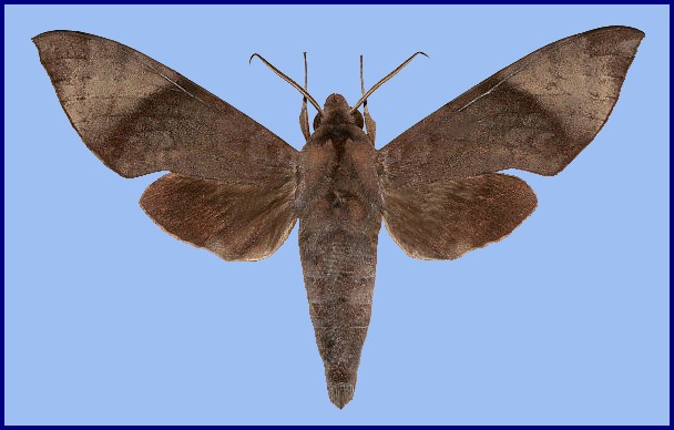 Male Acosmeryx formosana sinjaevi, Jiucai Ling, Hunan, China. Photo: &copy; Viktor Sinjaev.