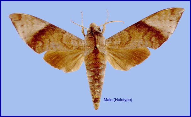 Male Acosmeryx formosana sinjaevi, Ben En National Park, Vietnam. HOLOTYPE. Photo: &copy; Ronald Brechlin.