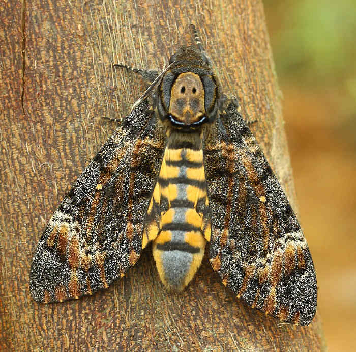 Acherontia styx styx. Photo: &copy; Jean Haxaire.