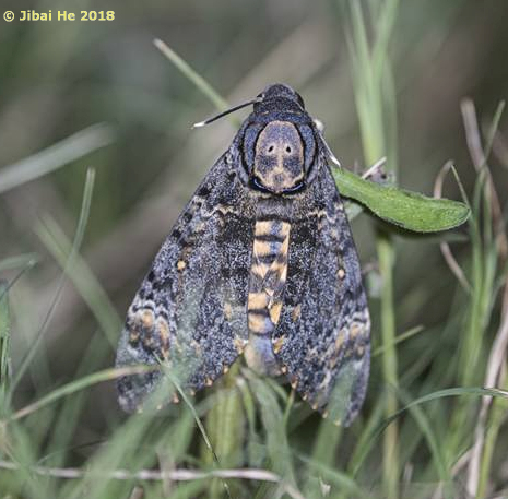 Acherontia styx styx, Mt. Guifeng, Macheng, Hubei, China 200m, 18.vi.2018. Photo: &copy; He JiBai.