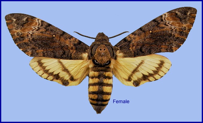 Female Acherontia styx styx. Photo: &copy; NHMUK