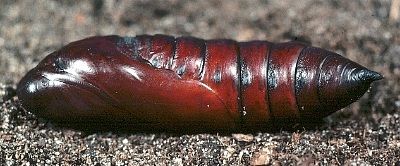 Pupa of Acherontia s. styx, Saudi Arabia. Photo: &copy; Tony Pittaway.