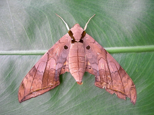 Female Ambulyx substrigilis, Yexianggu, Yunnan, China, 27.viii.2005. Photo: &copy; Tony Pittaway