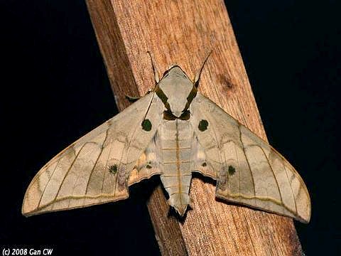 Resting Ambulyx substrigilis, Bukit Fraser, Malaysia. Photo: &copy; CheongWeei Gan
