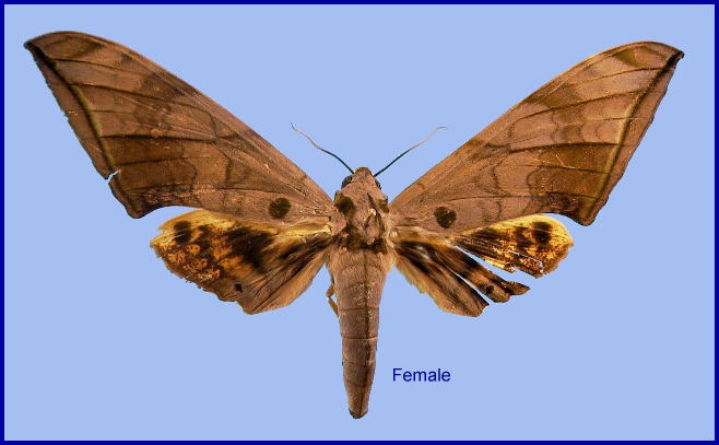 Faded female Ambulyx substrigilis. Photo: &copy; NHMUK