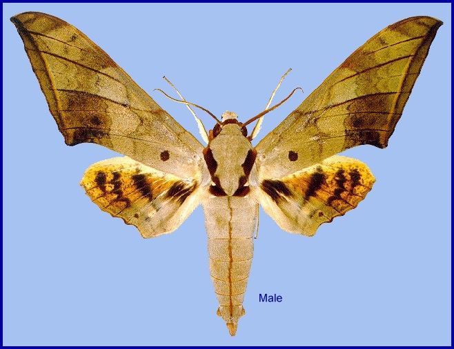 Fresh male Ambulyx substrigilis, Thailand. Photo: &copy; Mike Allan