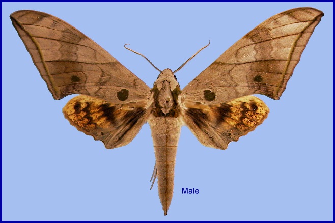 Faded male Ambulyx substrigilis. Photo: &copy; NHMUK