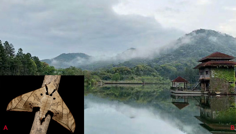 Habitat and living adult of Ambulyx substrigilis. (A) Male; (B) Jianfengling, Hainan, China. Photo: &copy; Jiang, Kitching, Xu, Xu, Yan, Yu, Liu & Hu, 2025.