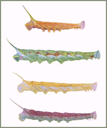 Final instar larval colour forms of Ambulyx substrigilis. Image: Mell, 1922b