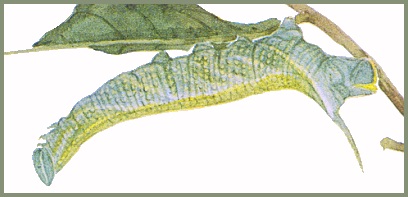 Final instar green form larva of Ambulyx substrigilis. Image: Mell, 1922b
