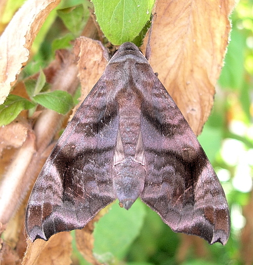 Adult Acosmeryx anceus subdentata, Yexianggu, Xishuangbanna, Yunnan, China. Photo: &copy; Tony Pittaway.
