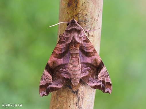 Adult Acosmeryx anceus subdentata (red form), Merapoh, Pahang, Malaysia, 29.x-2.xi.2015. Photo: &copy; CheongWeei Gan.