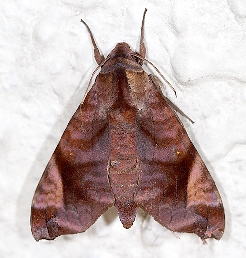 Adult Acosmeryx anceus subdentata (red form), Sea View Villa, Chuk Yeung Road, Sai Kung, Hong Kong, China, 70m, 12.iv.2012. Photo: &copy; Andrew Hardacre.