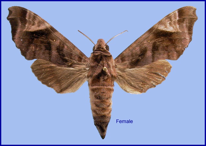 Female Acosmeryx anceus subdentata. Photo: &copy; NHMUK