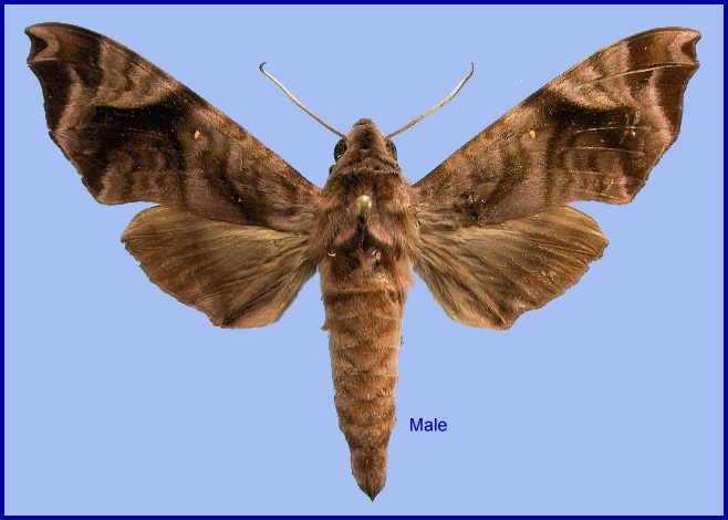 Male Acosmeryx anceus subdentata. Photo: &copy; NHMUK