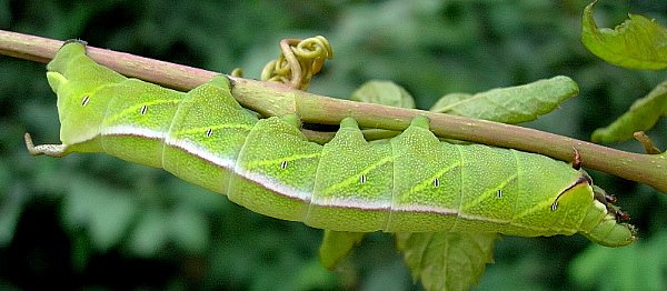 Final instar larva of Acosmeryx anceus subdentata, Yexianggu, Xishuangbanna, Yunnan, China, 4.ix.2005. Photo: &copy; Tony Pittaway.