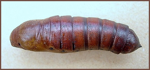 Pupa of Acosmeryx anceus subdentata, Yexianggu, Xishuangbanna, Yunnan, China. Photo: &copy; Tony Pittaway.