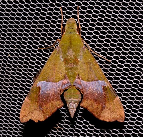 Female Angonyx testacea at light, Jiucai Ling, Guizhou, China. Photo: &copy; Viktor Sinjaev.