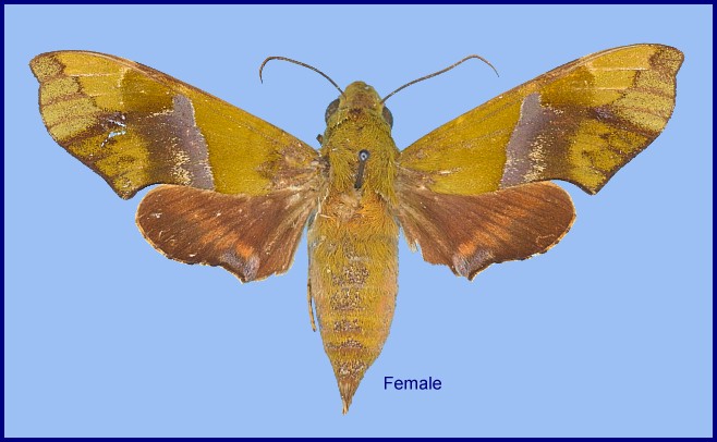 Female Angonyx testacea. Photo: &copy; NHMUK